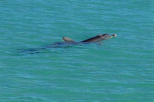 ニューカレドニア ノカンウイ島16イルカ ニューカレドニア ノカンウイ島16イルカの写真