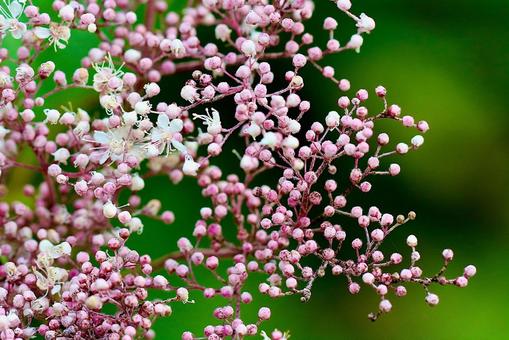 高原の花8 高原の花8の写真