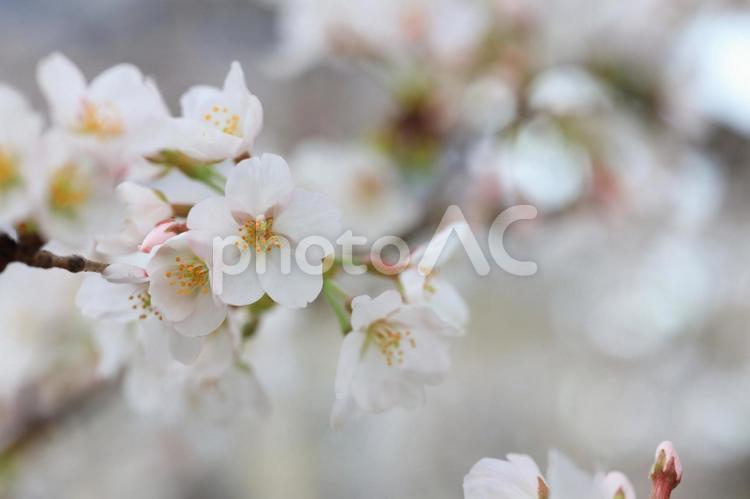 さくら　桜 桜,さくら,サクラの写真素材