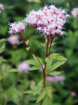 沢蘭 フジバカマ,花,flowerの写真素材
