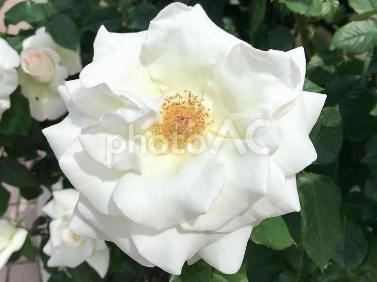 白い薔薇のアップ 薔薇,バラ,ローズの写真素材