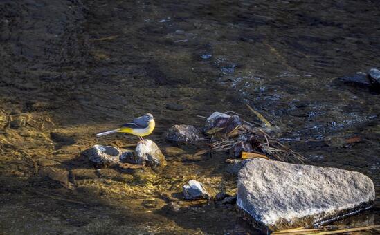清流に佇むキセキレイの静かな姿 キセキレイ,野鳥,鳥の写真素材