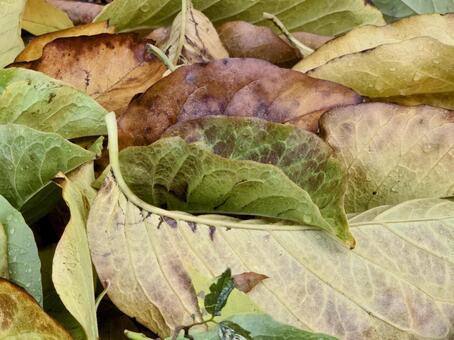 落ち葉 落ち葉,落葉,秋の写真素材