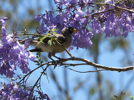 ジャカランダと黒ガオミツスイ、豪州撮影 野鳥,ピンク,屋外の写真素材