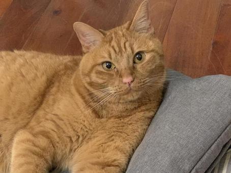 猫(正面) 猫(正面)の写真