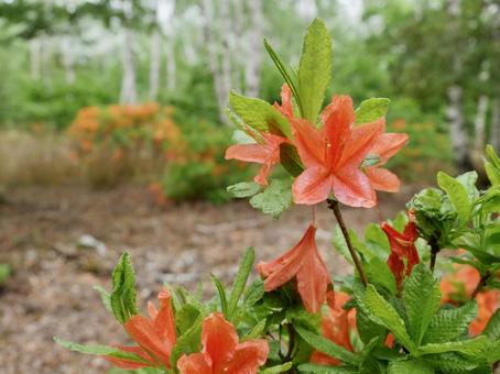 白樺林とレンゲツツジ 白樺林とレンゲツツジ 白樺,レンゲツツジ,林の写真素材
