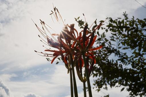 光芒が差す空に向かって咲く赤い彼岸花 光芒が差す空に向かって咲く赤い彼岸花 彼岸花,曼珠沙華,赤の写真素材