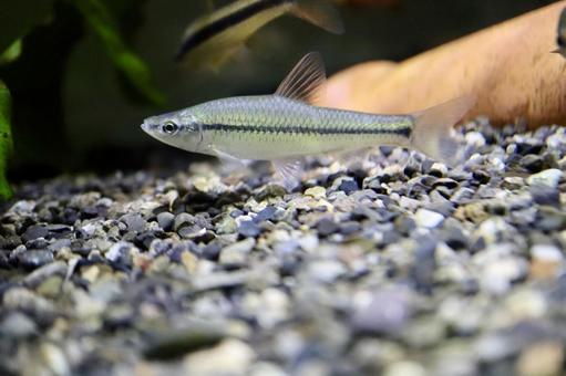 モツゴ(クチボソ)　川魚 モツゴ,クチボソ,アクアリウムの写真素材