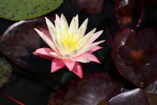 Water Lily Greggs Orange Beauty, JPG