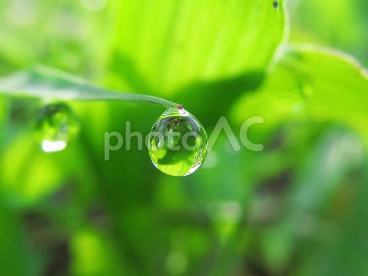 水滴と緑の葉と朝の光 水滴,すいてき,waterの写真素材
