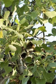 アライグマのかくれんぼ アライグマのかくれんぼ 生き物,動物,野生動物の写真素材