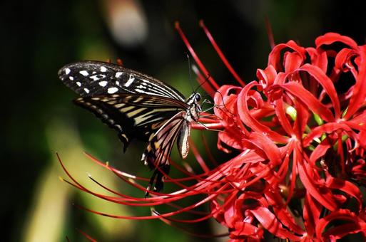 蝶とヒガンバナのうつくしさ 蝶,ヒガンバナ,美しさの写真素材