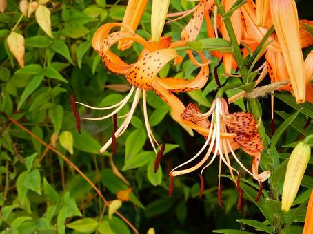 [Flower photo] Tiger lily, JPG