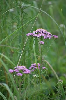 ピンクの小さな花の集まり ノコギリソウ ピンクの小さな花の集まり ノコギリソウの写真