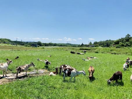 自然な大地の写真
