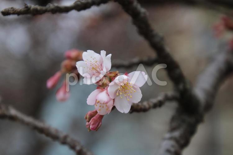 興津の寒ざくら さくら,寒桜,2月の写真素材