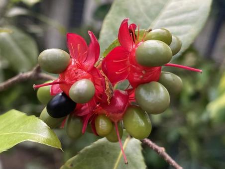 Photo, mickey wormwood, mickey mouse tree, green fruit, 