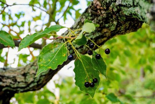 緑 木,風景,景観の写真素材