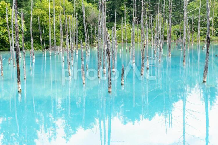 日本，北海道，美瑛 富良野,青い池 青い池,北海道,美瑛の写真素材