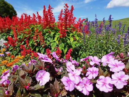 夏の花壇 花畑 夏の花壇 花畑 お花畑,ガーデニング,花の写真素材