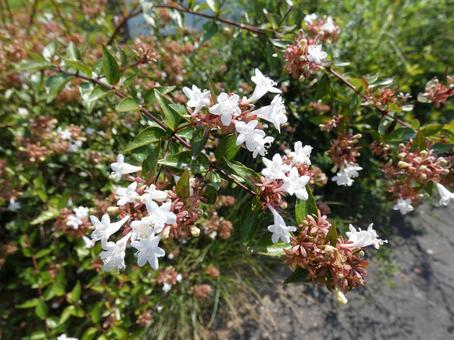 アベリアの白い花 アベリアの白い花 自然,花壇,花木の写真素材
