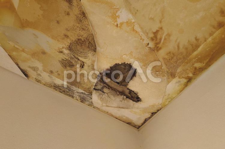 雨漏りを放置した結末 雨漏り,放置,住宅の写真素材