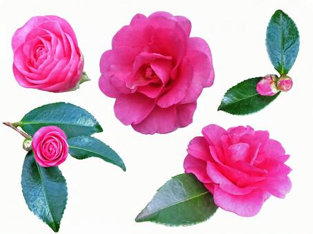 山茶花 山茶花,サザンカ,冬の写真素材