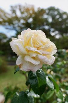 鎌倉, 大船フラワーセンターのバラ バラ,大船フラワーセンター,鎌倉の写真素材