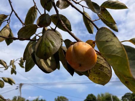 秋に実った柿の実 柿,木漏れ日,フルーツの写真素材
