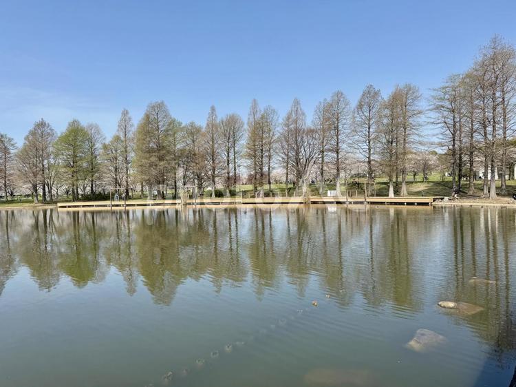 春の舎人公園 4月,針葉樹,イチョウの写真素材