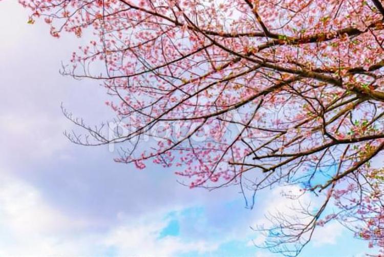 さくら 空,桜,さくらの写真素材