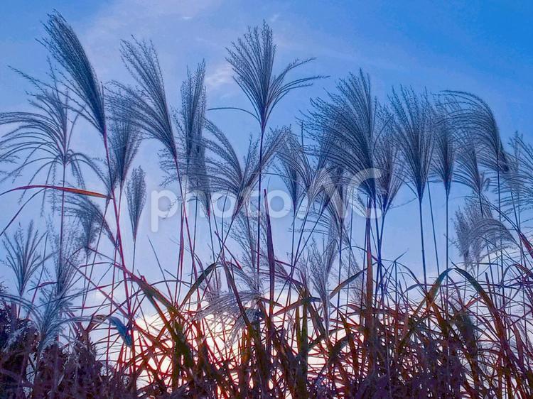 ススキ ススキ,すすき,穂の写真素材