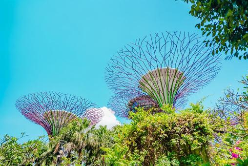 【シンガポール】スーパーツリー 【シンガポール】スーパーツリーの写真