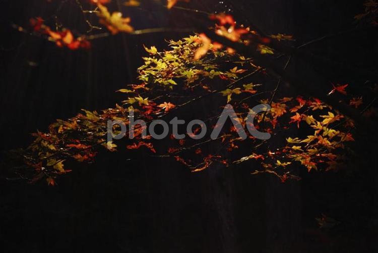 闇の中に浮かび上がった紅葉 紅葉,モミジ,もみじの写真素材