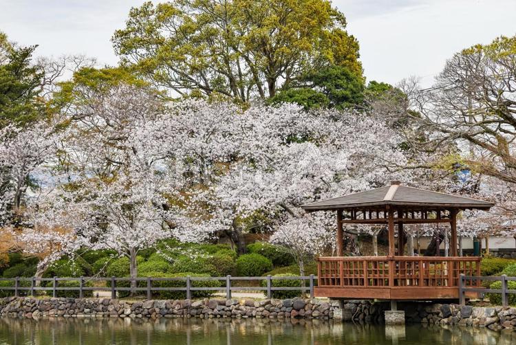 大村公園の桜 玖島城,玖島城跡,平山城の写真素材