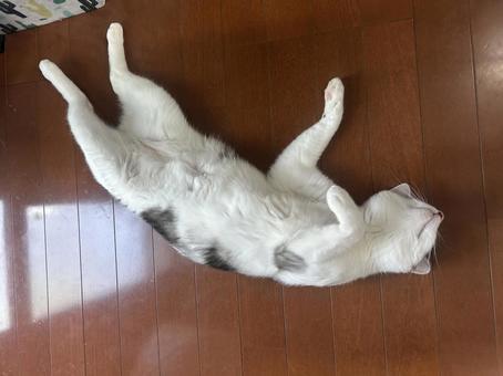 床に落ちる猫 床に落ちる猫 ペット,猫,ネコの写真素材