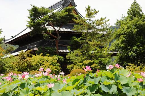 信濃国分寺 蓮9 信濃国分寺 蓮9の写真