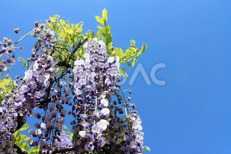 藤の花　花の房　春　空 フジ,藤の花,花房の写真素材