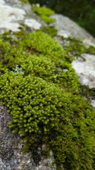 Photo, moss, green, rock, 