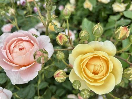 ピンクと黄色の薔薇 ピンクと黄色の薔薇の写真