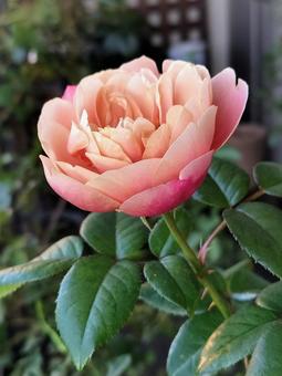 ベランダのバラ・ピンクビンテージ 薔薇,バラ,ピンクビンテージの写真素材