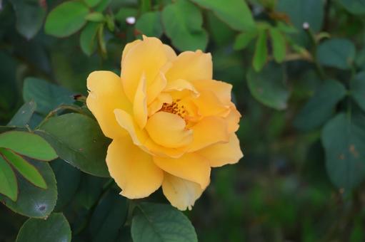 緑の葉と黄色い花びらのバラの花のアップの写真