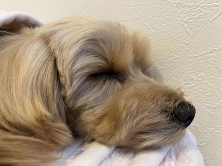 マルプー　けんけん マルプー,小型犬,ミックス犬の写真素材