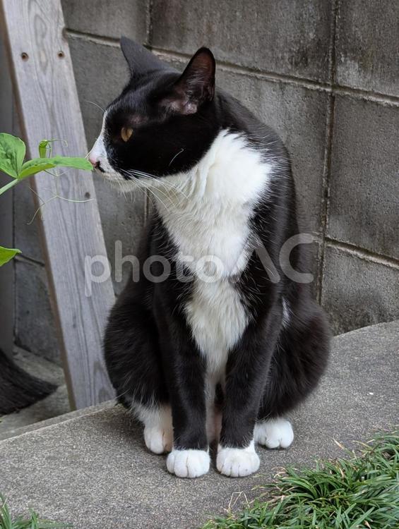 お座り猫 2 猫,ハチワレ,お座りの写真素材