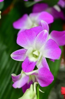 パープルのデンファレの写真