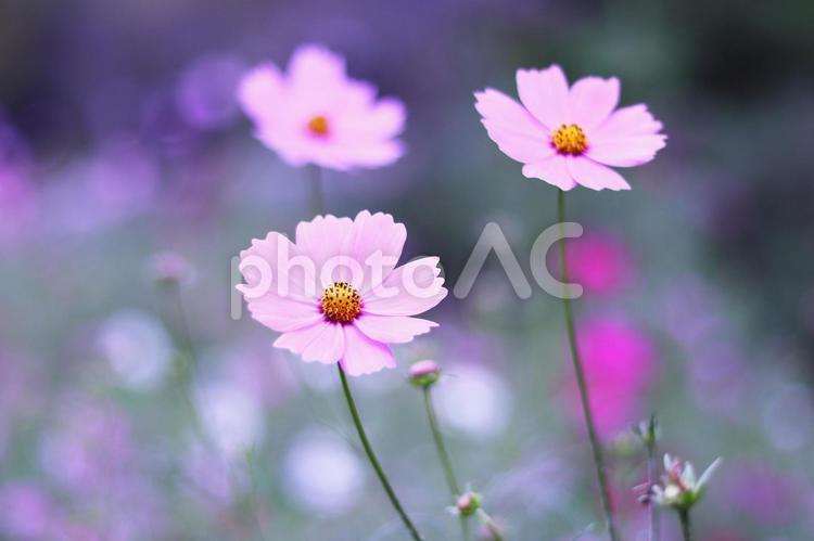 仲良く並んだコスモスの花 花,コスモス,秋の写真素材