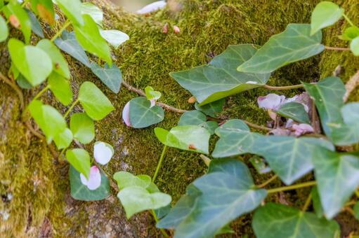 緑の苔むした樹皮を這う蔦 蔦,ツタ,アイビーの写真素材