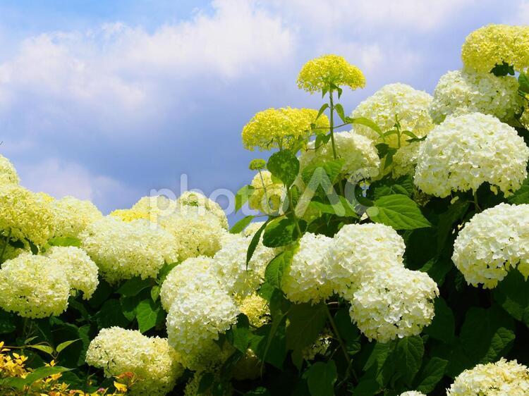 青空の下のアジサイ 青空,アジサイ,紫陽花の写真素材