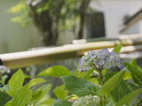 和風庭園のアジサイの花 和風庭園のアジサイの花の写真