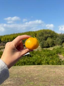 秋のご褒美 みかん,果物,空の写真素材